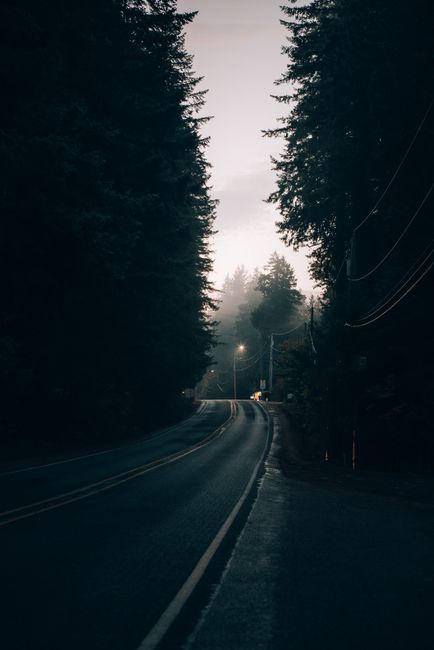 A serene misty road winding through a dense forest, captured at dusk.