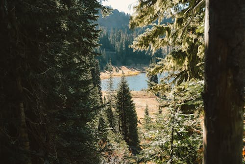 Fotobanka s bezplatnými fotkami na tému ihličnatých stromov, jazero, kopec
