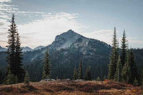 Mountain Peak with Coniferous Trees in the Foreground