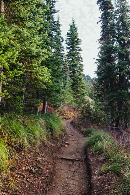 Serene dirt path through a lush coniferous forest, ideal for nature walks.