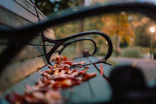 Immagine gratuita di autunno, avvicinamento, focus selettivo