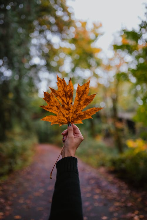 Free Woman Holding an Fallen Maple Leaf Stock Photo