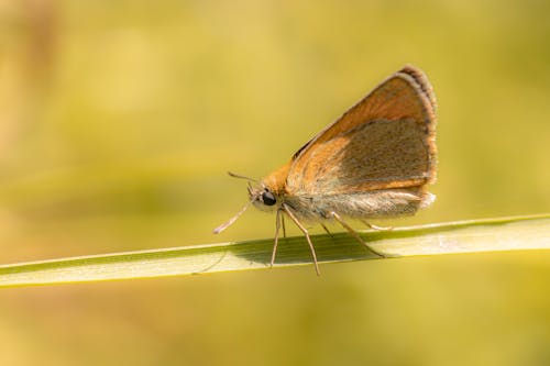 Essex Skipper on Leaf