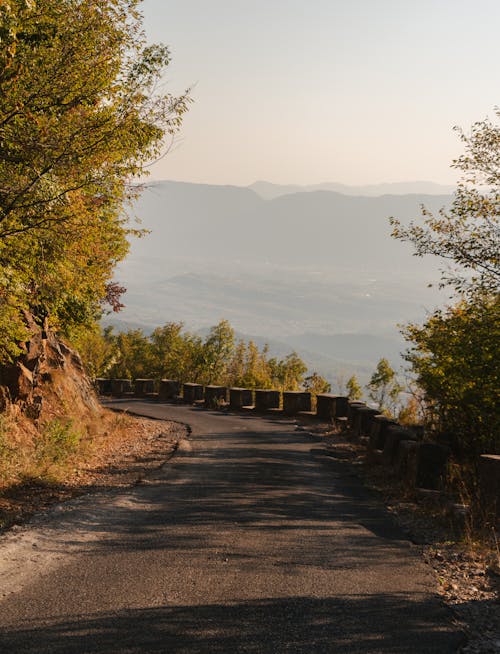 Road Among Trees in Sunlight 