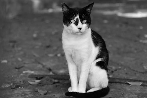 Cat Sitting on the Pavement