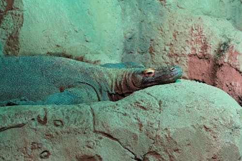 Komodo Dragon Resting on Rocks