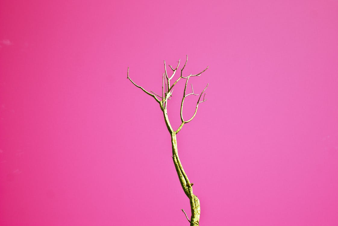 ピンクの背景を持つ茶色の葉のない木 無料の写真素材