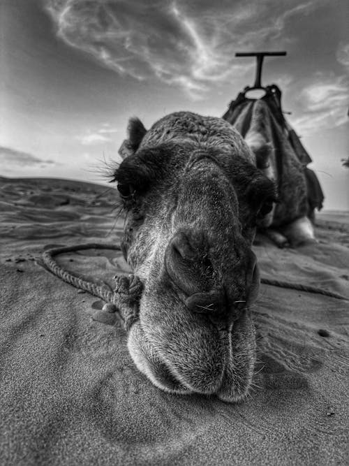 Free stock photo of animal, black, camel