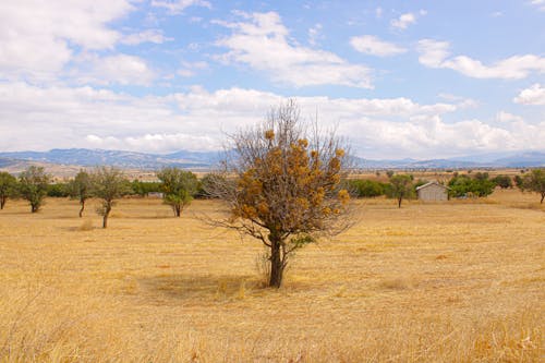 Photos gratuites de arbres, campagne, clairière