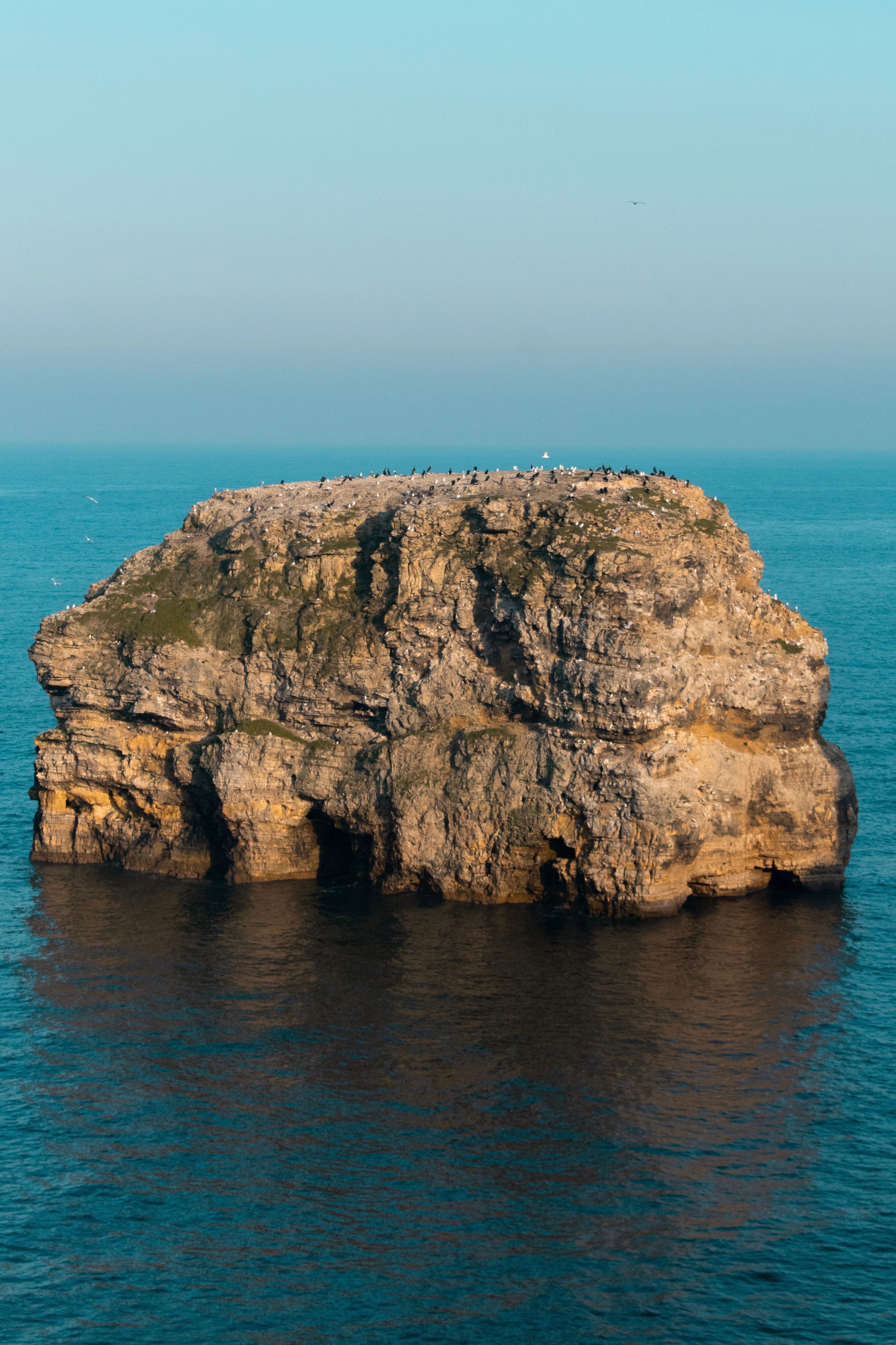 Bird Colony on top of a Stack Rock · Free Stock Photo