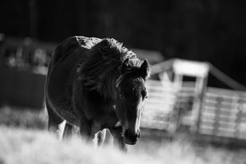 Δωρεάν στοκ φωτογραφιών με άλογο, ασπρόμαυρο, βοσκοτόπι