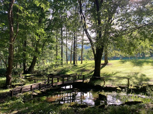 Wooden Bridge by the Stream in a Forest 