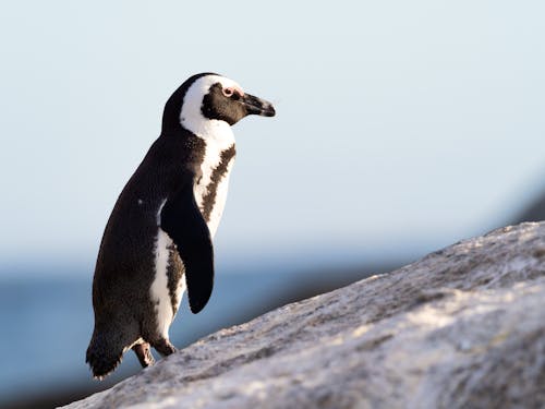 Penguin Hitam Dan Putih Berdiri Di Atas Batu