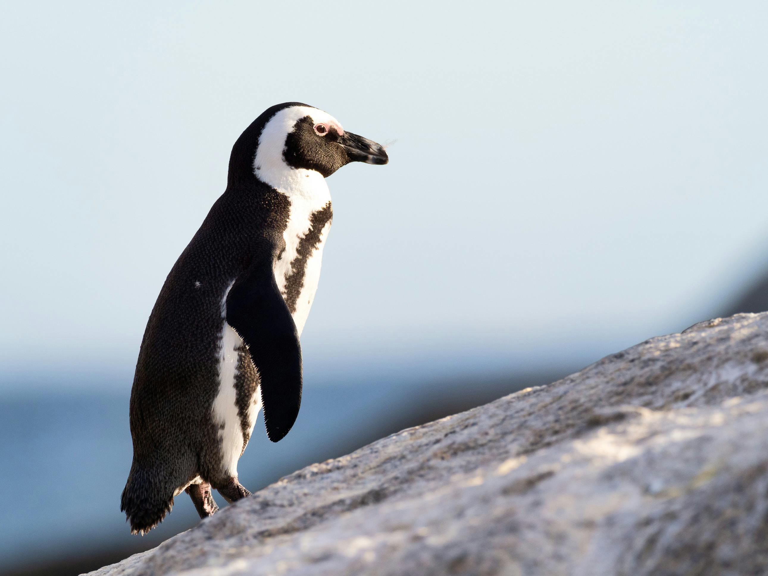 Penguin Photos, Download The BEST Free Penguin Stock Photos & HD Images