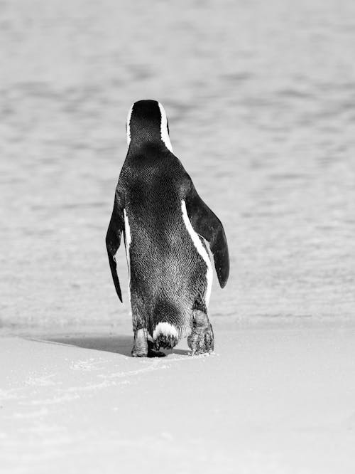 Fotobanka s bezplatnými fotkami na tému africký tučniak, biela, chladný