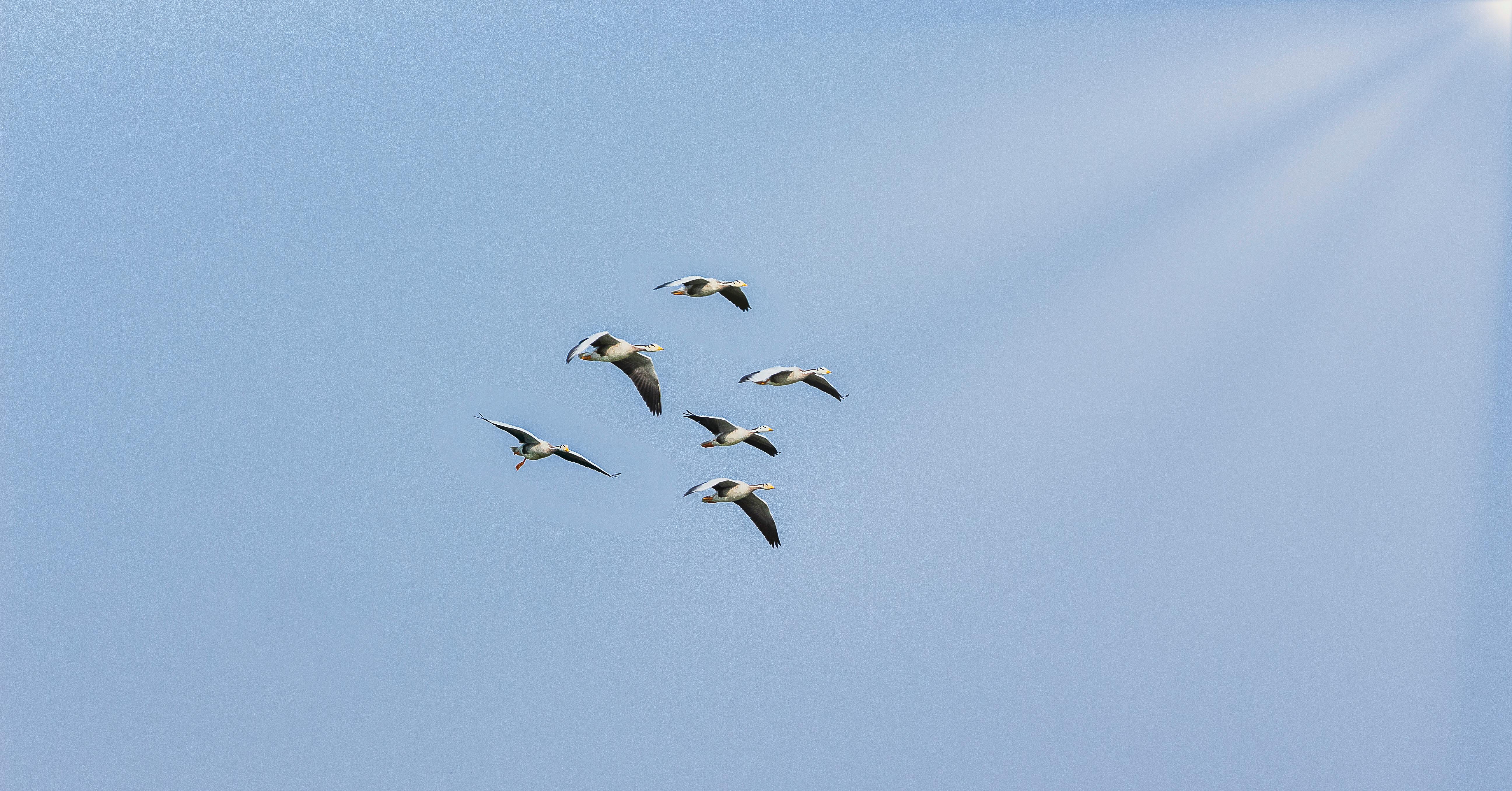 Free stock photo of birds, formation, sunray