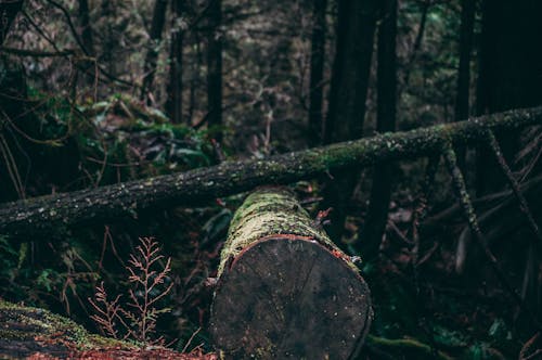 Free stock photo of april, autumn mood forest, canada