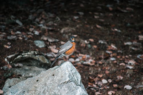 Free stock photo of bird on rock, canada, gray