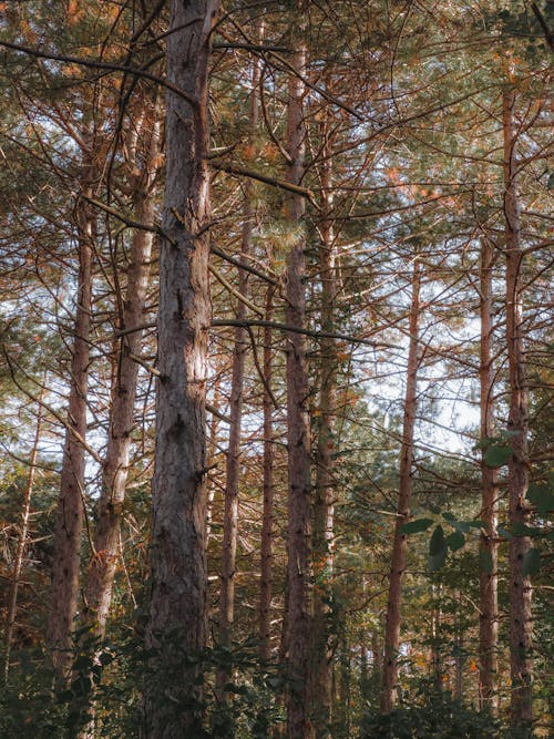 トランクス, 垂直ショット, 常緑樹の無料の写真素材