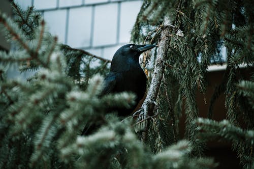 Close-Up Photo of Crown Perched On Tree