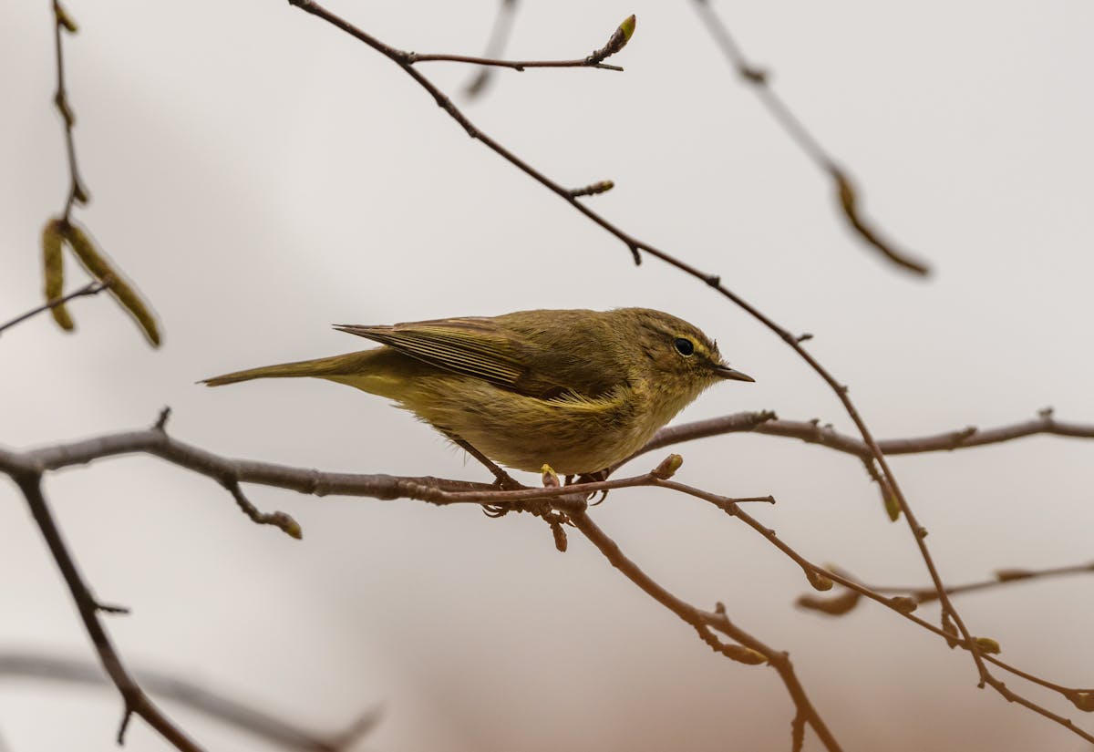 Iberian Chiffchaff Photos, Download The BEST Free Iberian Chiffchaff ...