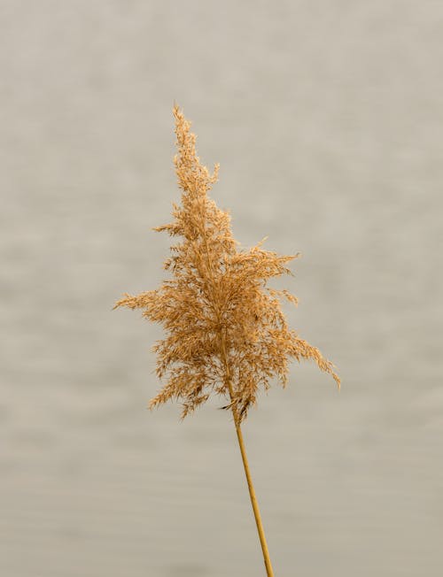 Fluffy Dry Reed Flower on a Stalk