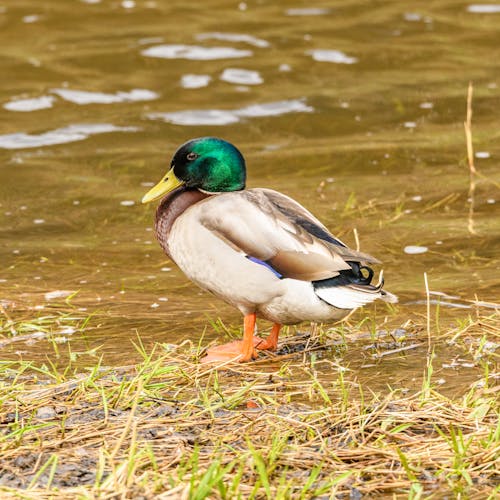 Mallard Duck on the Edge of a River