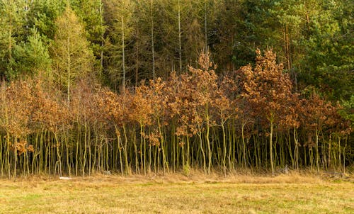Foto profissional grátis de árvores, declínio, floresta