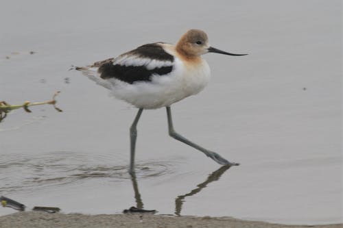 Kostnadsfri bild av avocet, kalifornien, shorebird