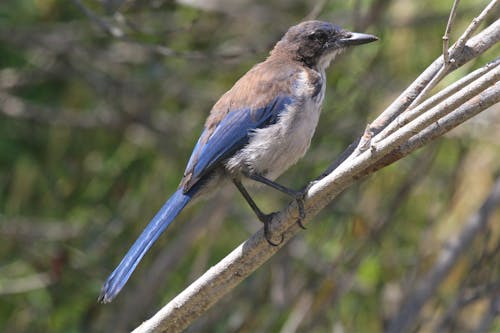 Kostnadsfri bild av endemisk, fågel, island scrub jay