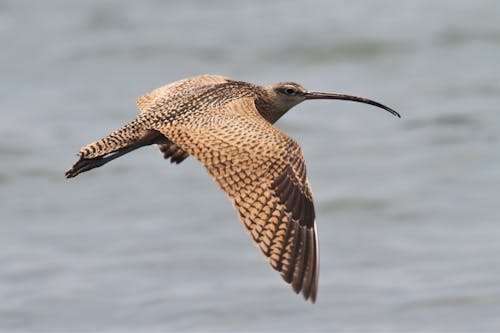 Kostnadsfri bild av fågel, kalifornien, shorebird