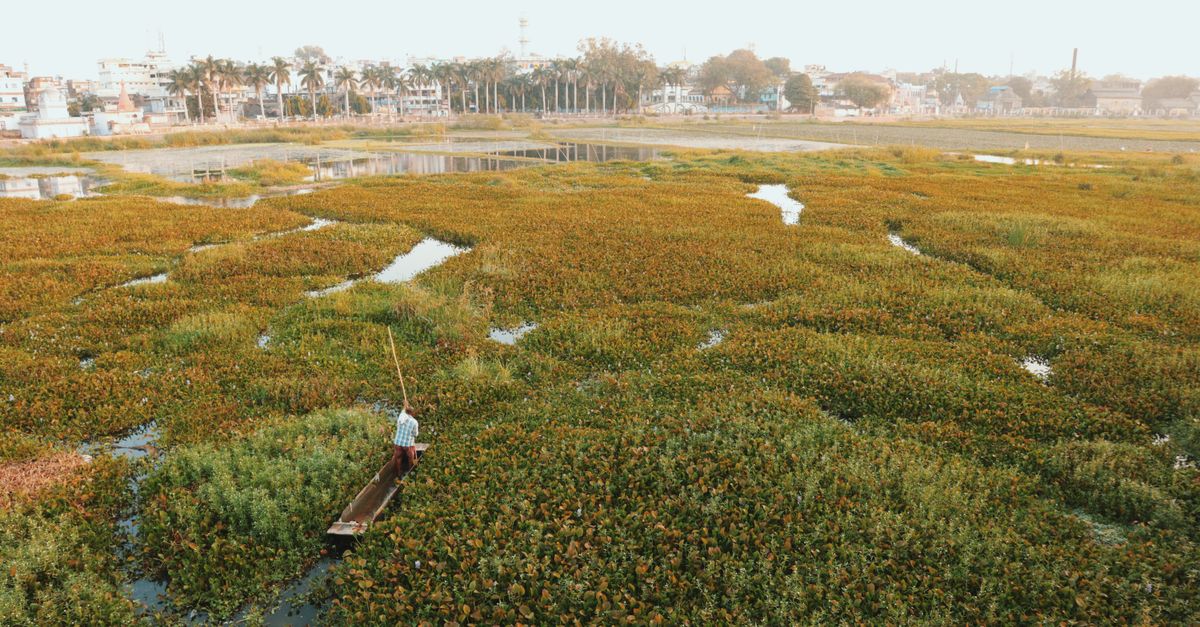 Rudrasagar Lake: Tripura's Natural Heritage Jewel Facing Conservation Challenges