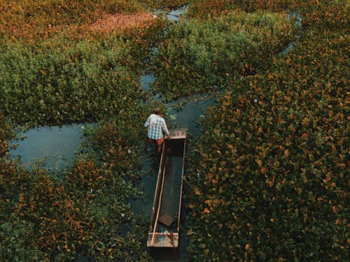 Man with a Rustic Wooden Boat Making His Way Through Overgrown Marshes