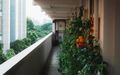 Container plants on an urban balcony, photo by William Gan on Pexels