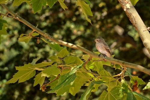 Close-up of a Sparrow Sitting on a Tree Branch 