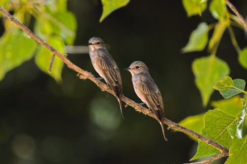 Birds Perching on the Branch 