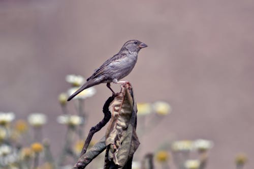 Cloe-up of a Sparrow Sitting on a Branch 