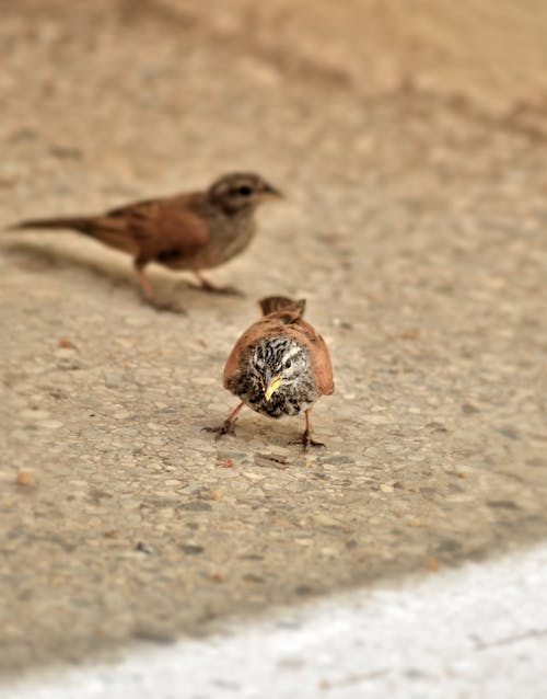 Close-up of Sparrows on the Pavement 