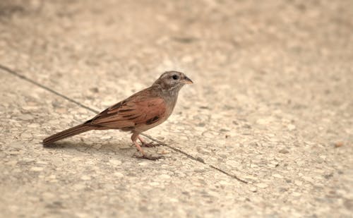 Close-up of a Sparrow Standing on a Pavement