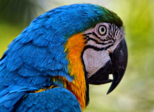 Free Close-up of a colorful Blue and Gold Macaw in natural setting. Stock Photo