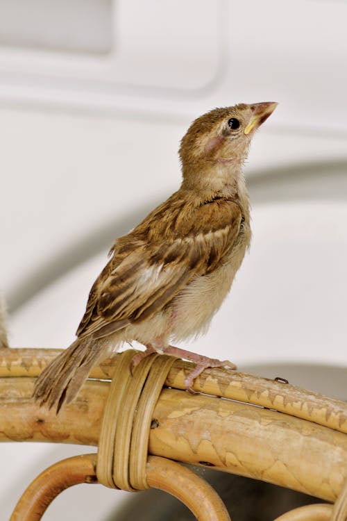 Close-up of a Sparrow 