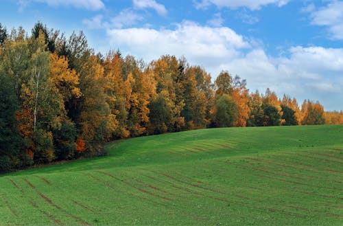 Darmowe zdjęcie z galerii z drzewa, jesień, jesienne kolory