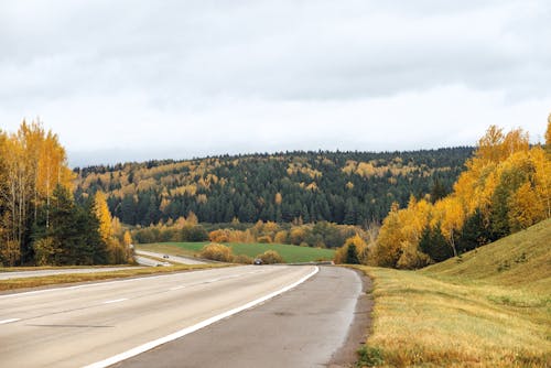 View of an Asphalt Road and Autumnal Forest