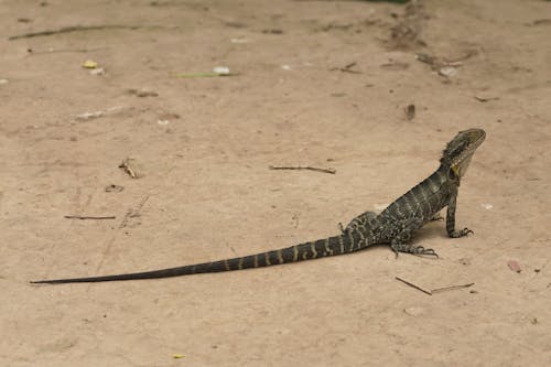 Gratis stockfoto met aarde, dierenfotografie, hagedis