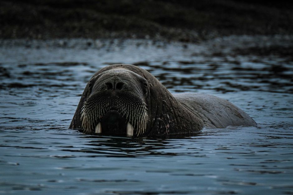 walrus UK coast wildlife