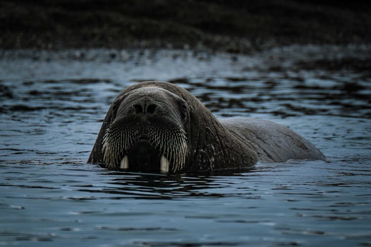 View Of A Walrus In The Water