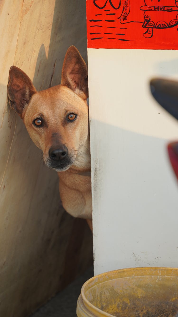 Dog Peeking Out From Behind A Board