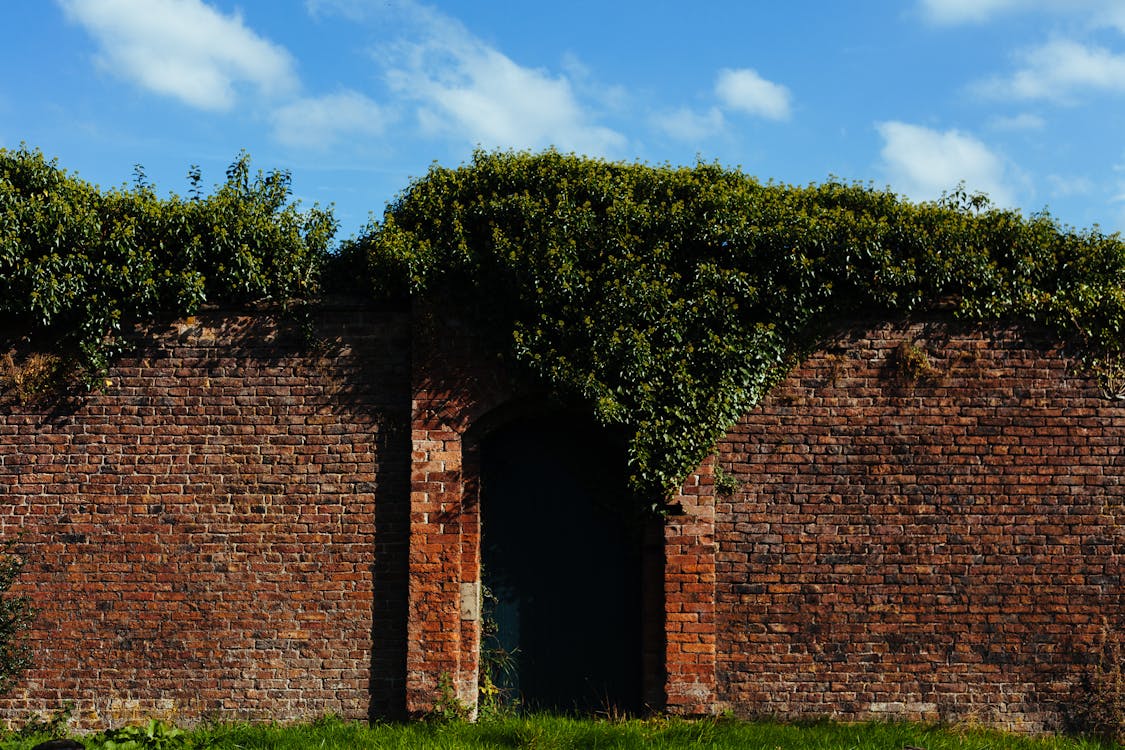 Free Brown Brick Wall Surrounded With Green Plant Stock Photo