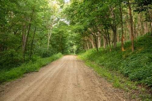 Empty Dirt Road in a Green Summer Forest