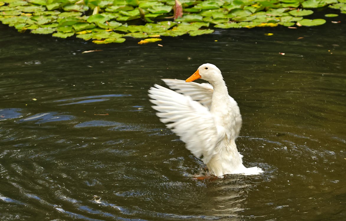 White Duck on Lake